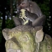 monkey_macaque_balinese_mf_ubud_v_0769_bal0782.jpg